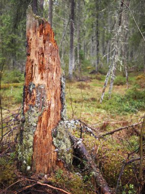 çam ormanı içinde eski ağaç kütüğü