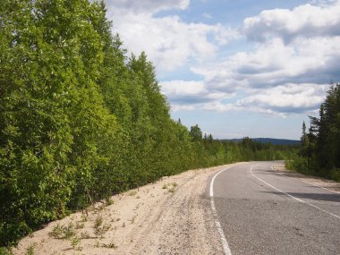 güzel yeşil orman yolu