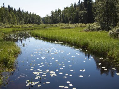 nehir nilüfer yaprağı