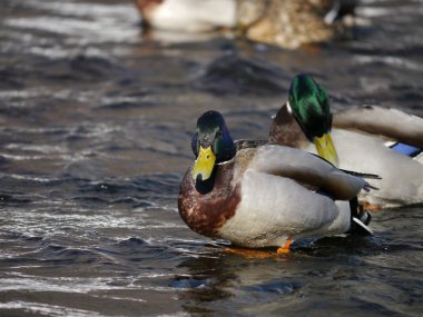Kışın nehirde ördek