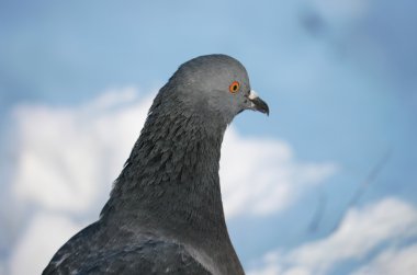 bir kar güvercini
