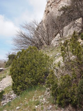 ağaçlar, gökyüzü ve kaya