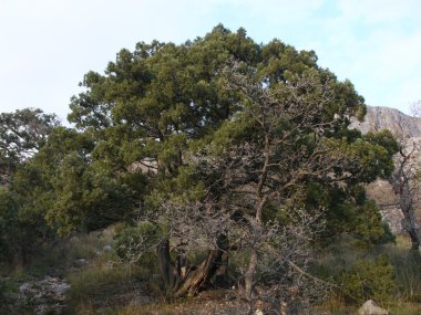 ağaçlar, gökyüzü ve kaya