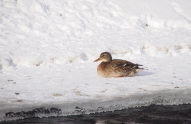 Kışın nehirde ördekler