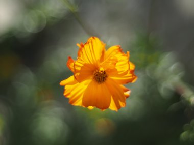 çiçek eshsholtsiya