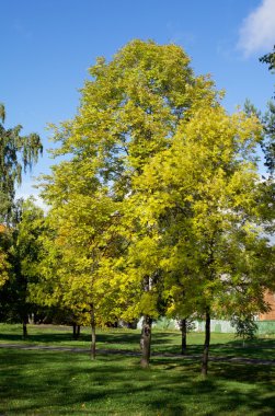 Sonbaharda park et.