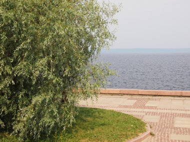 göl kıyısında ağaç