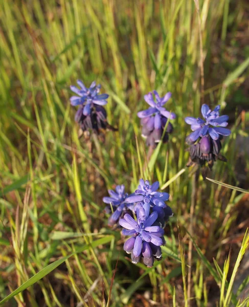 Muskari bloem (druif hyacint) in het gras met achtergrondverlichting — Stockfoto