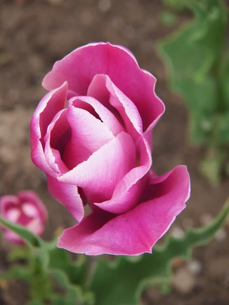 Rosa tulpan — Stockfoto