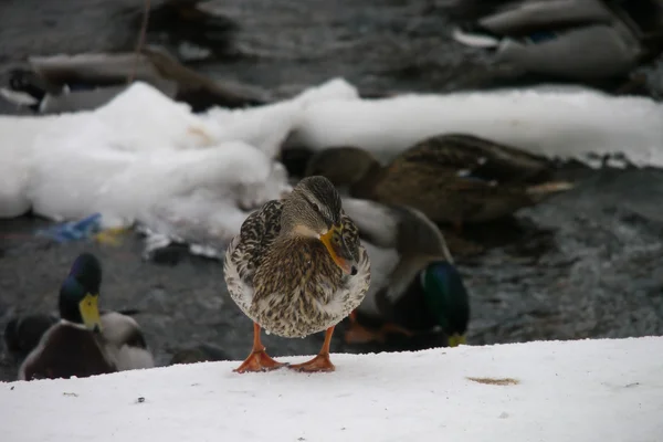 Eenden op de rivier in de winter — Stockfoto