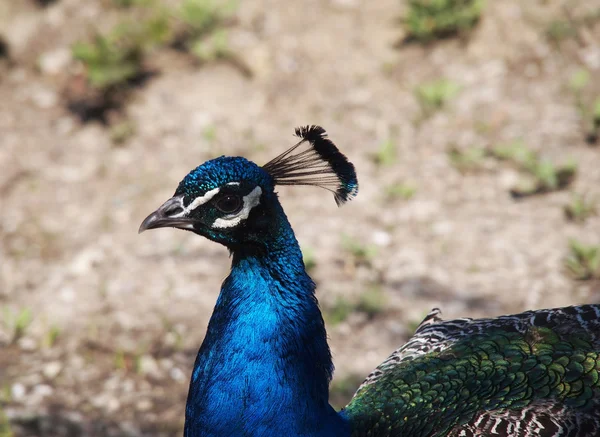 Pavão bonito — Fotografia de Stock