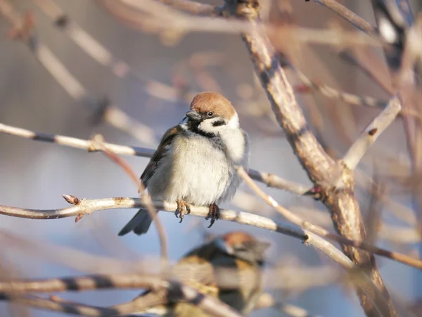 Σπίτι sparrow — Φωτογραφία Αρχείου