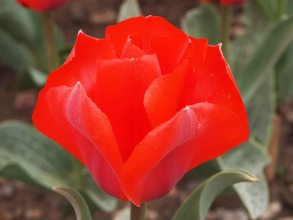 Piękny czerwony tulipan — Zdjęcie stockowe