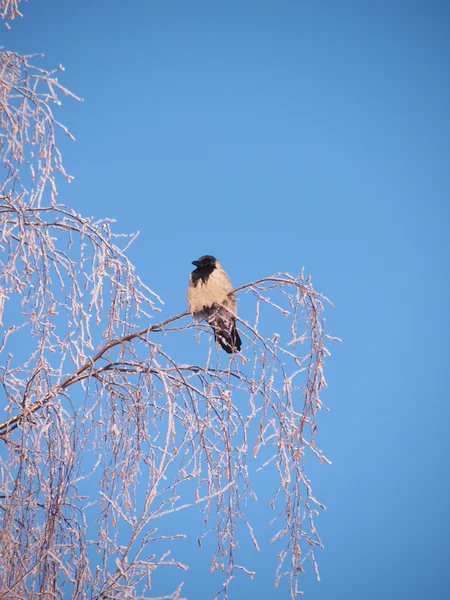 Raven na větvi v zimě. západ slunce — Stock fotografie