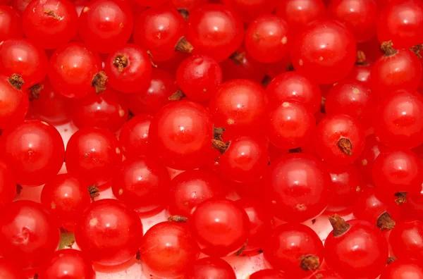 Red currant — Stock Photo, Image