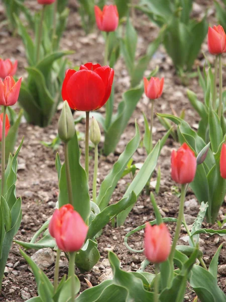 Rote Tulpe — Stockfoto