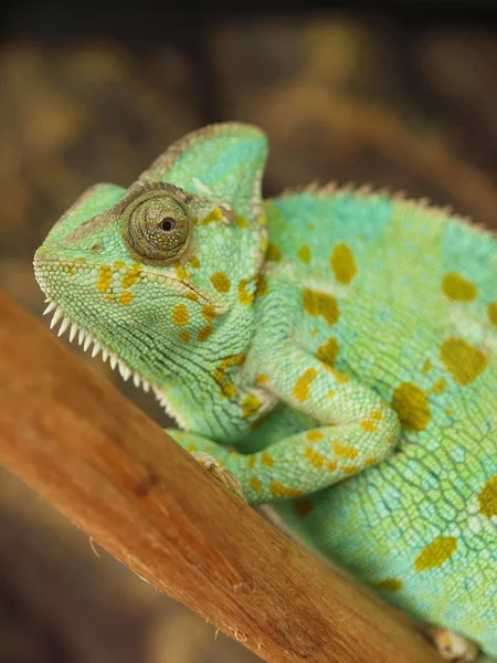 Groene kameleon — Stockfoto