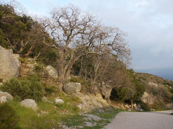 Strada, cielo e alberi — Foto Stock