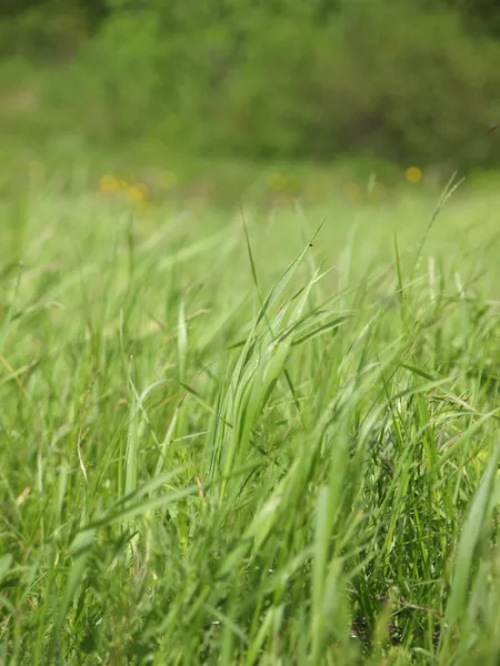 Trä i sommar — Stockfoto