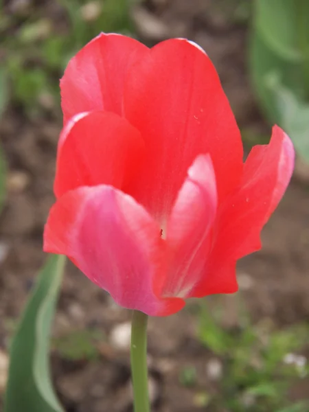 Czerwony tulipan — Zdjęcie stockowe