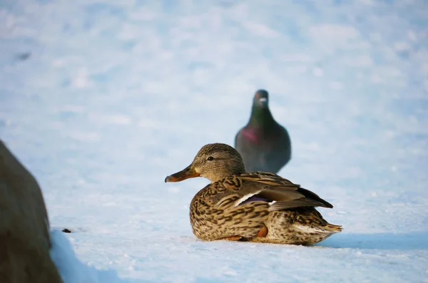 Pato en el río en invierno — Foto de Stock