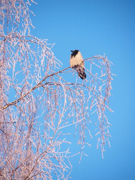 Raven na větvi v zimě. západ slunce — Stock fotografie