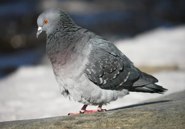 Portret van een wandelende duif in winterdag — Stockfoto