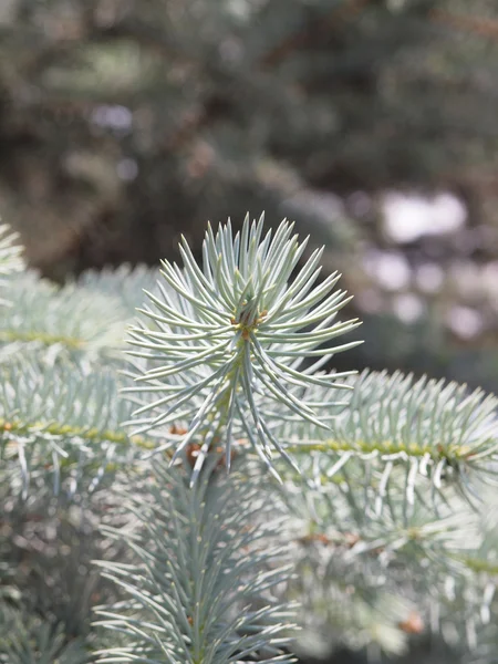 Blue Spruce — Stockfoto