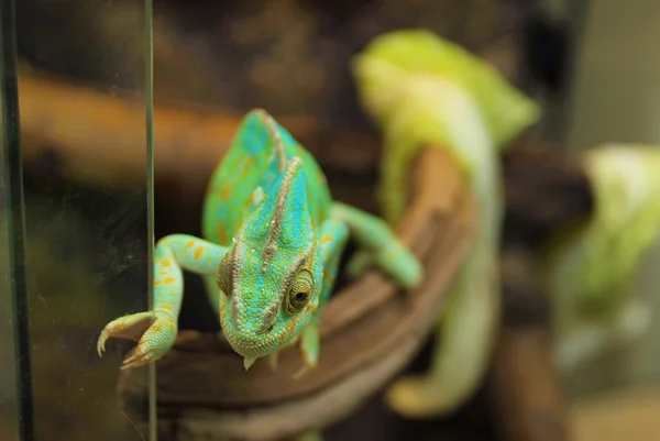 Zelený chameleon — Stock fotografie