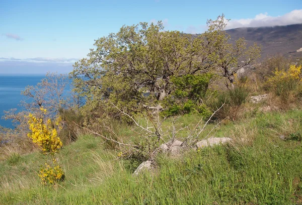 Árbol, cielo y roca —  Fotos de Stock