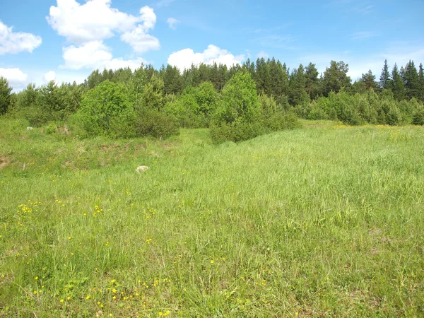 Hout in de zomer — Stockfoto