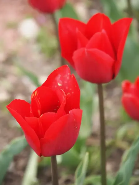 Kırmızı lale — Stok fotoğraf