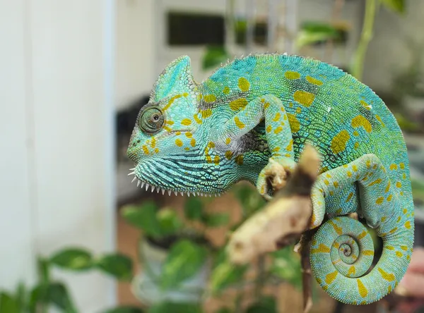 Chameleón — Stock fotografie