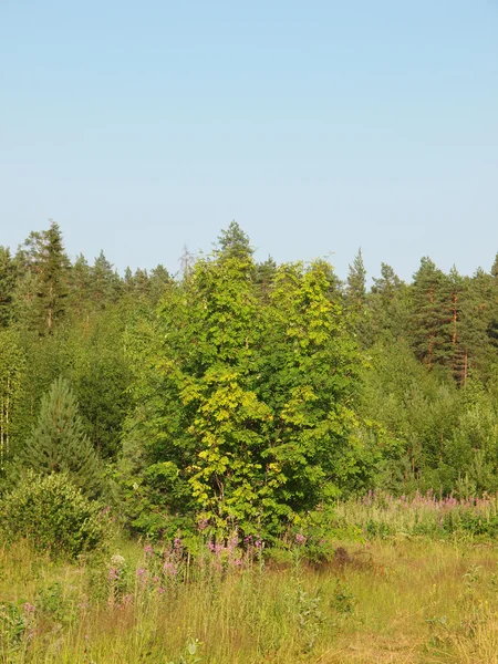 Drewno w lecie — Zdjęcie stockowe