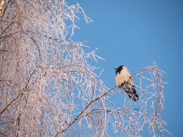 Raven na větvi v zimě — Stock fotografie