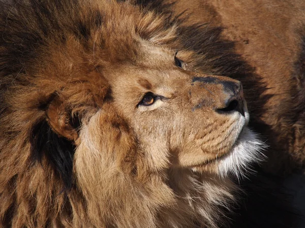 Retrato de un león macho — Foto de Stock
