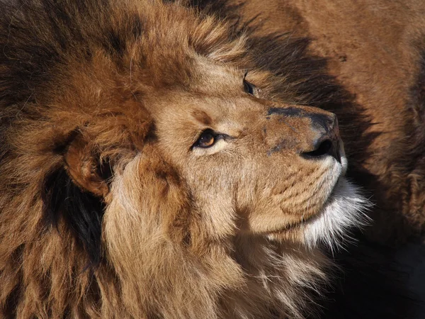 Portrait of a male lion — Stock Photo, Image