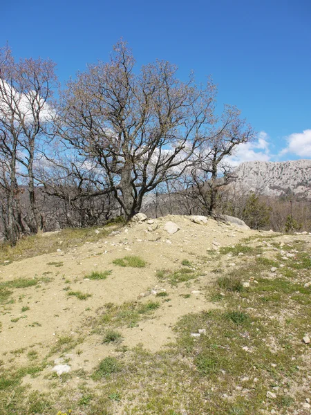 Bäume, Himmel und Felsen — Stockfoto