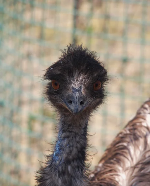 Portret van een struisvogel — Stockfoto