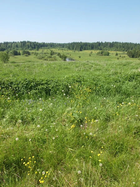 Bos in de zomer — Stockfoto