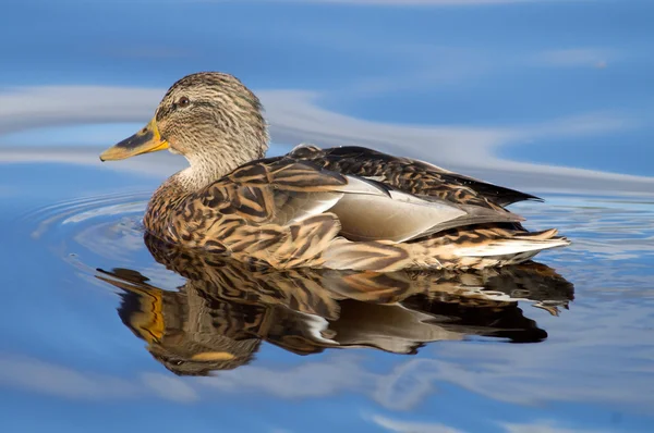 Eend op het meer — Stockfoto