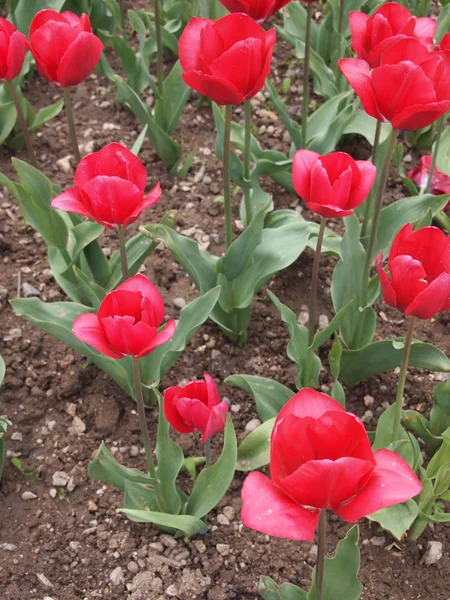 Mooie rode tulip — Stockfoto