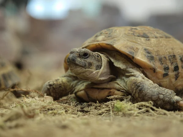 Turtle — Stock Photo, Image