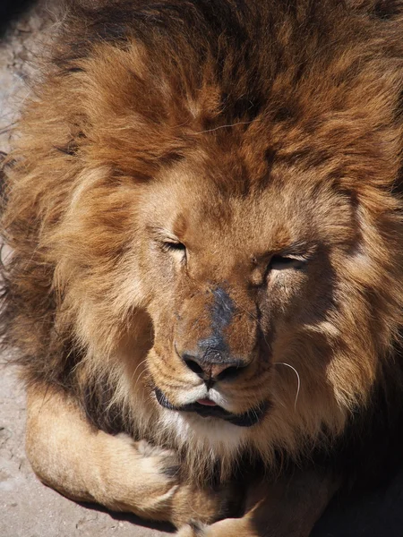 Porträt eines männlichen Löwen — Stockfoto