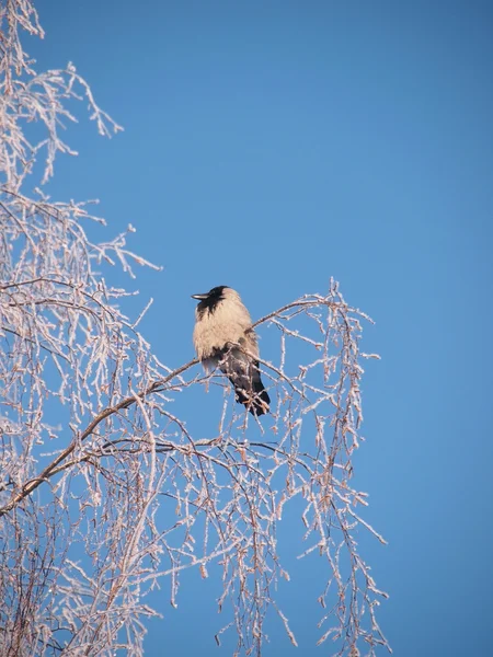 Raven na větvi v zimě. západ slunce — Stock fotografie