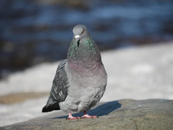 Portret van een wandelende duif in winterdag — Stockfoto