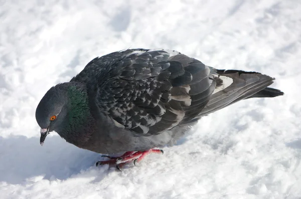 Pigeon on a snow — Stock Photo, Image