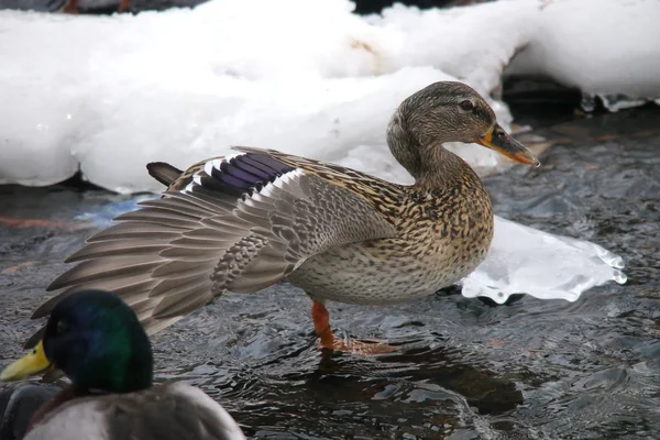 冬天河上的鸭子 — 图库照片