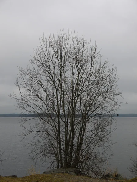 Kust van lake — Stockfoto