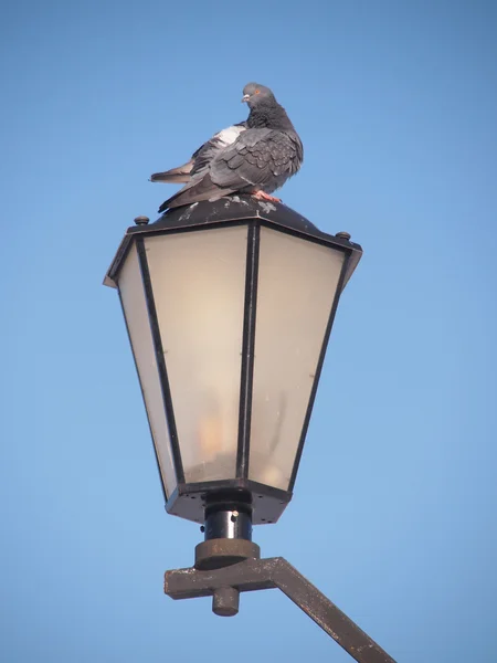 Holub skalní sedí na pouliční lampa — Stock fotografie